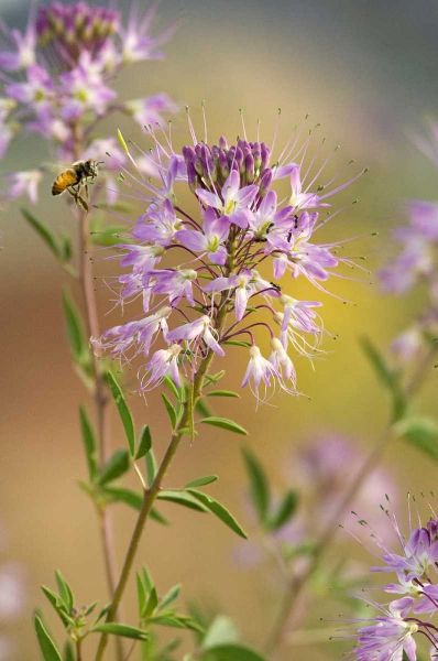 Utah Honey bee landing on mountain bee plant